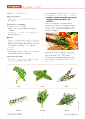 Les plantes aromatiques